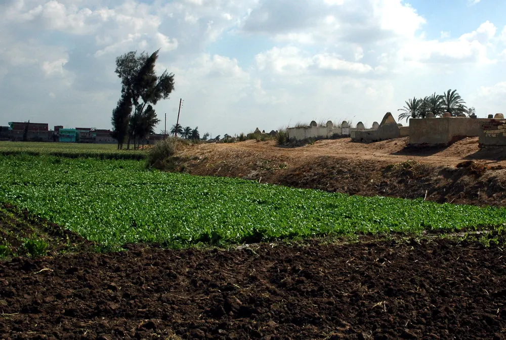 Low mound and fields at Tell el-Dab'a in the Nile Delta