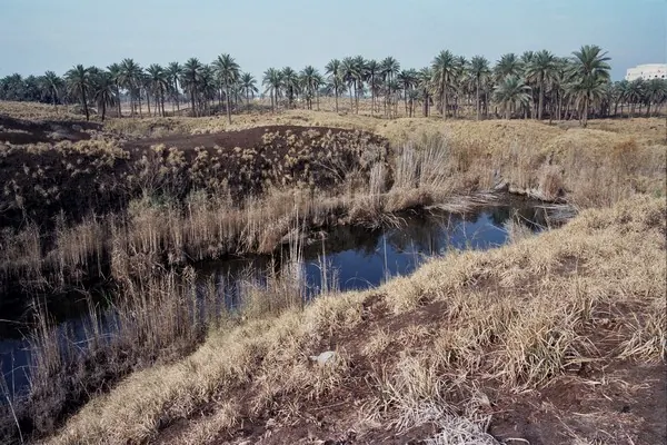 Square depression with brick remains surrounded by reeds and water