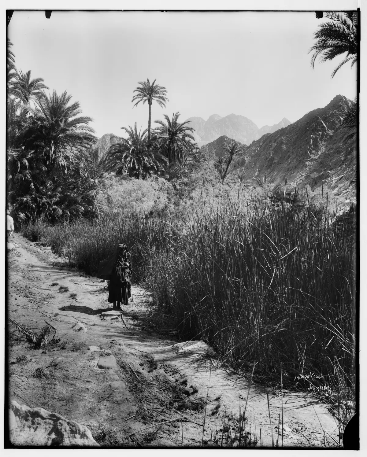 Jagged granite mountain range above a palm-filled desert valley
