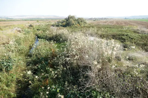 Timnah (Tel Batash)